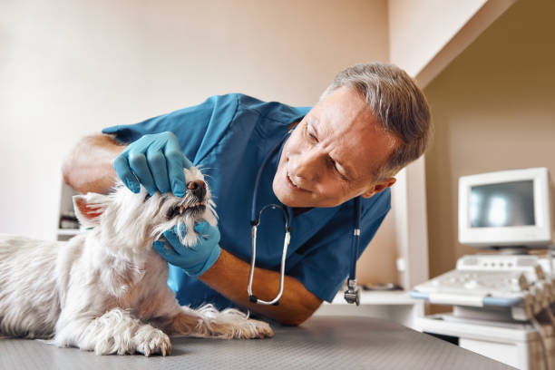 Best Emergency Gum Treatment in New Athens, IL